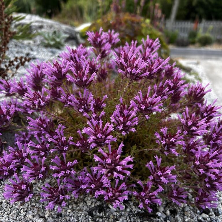 Thym à longues fleurs