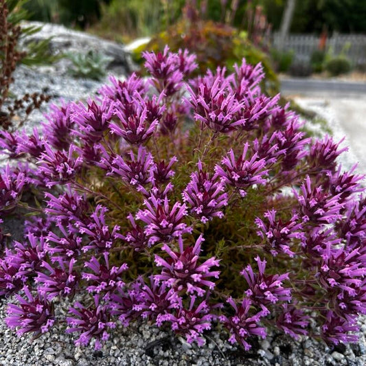 Thym à longues fleurs