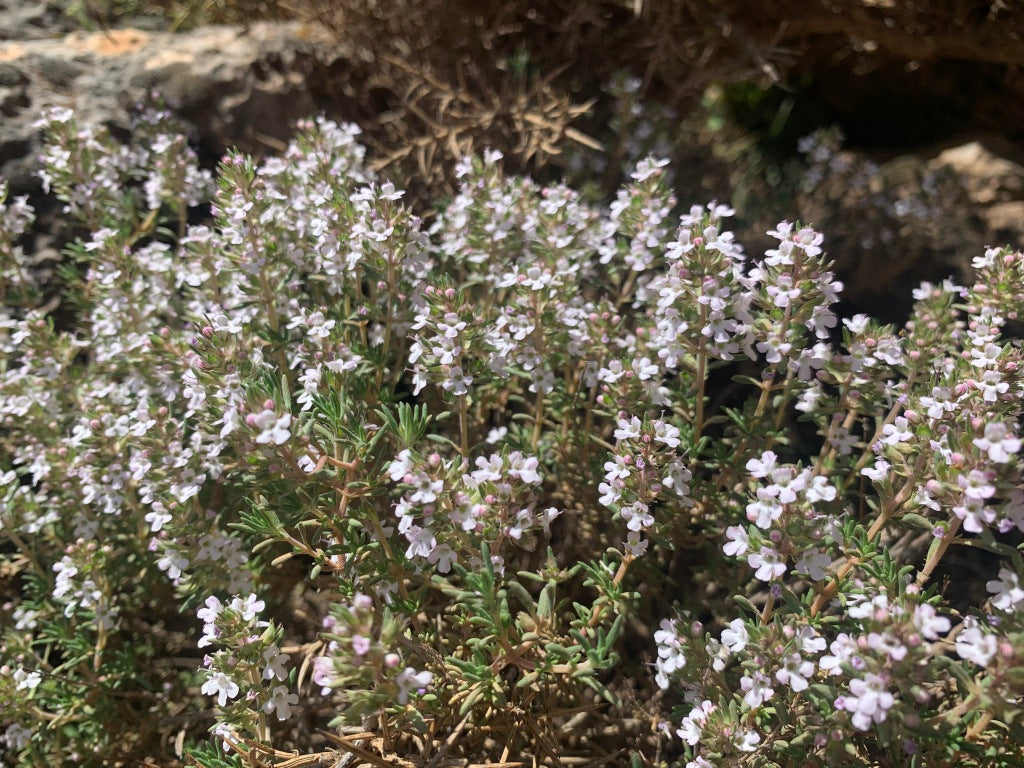 Thym Zygis