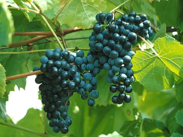 Vigne Baco