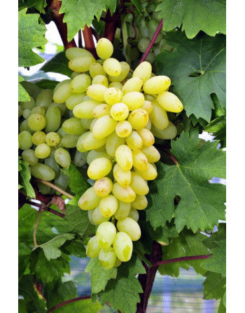 Vigne Goldberry