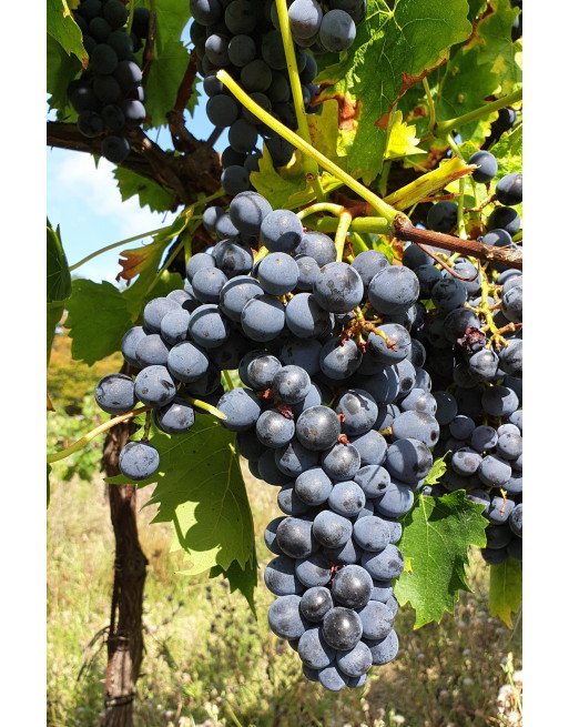 Vigne Muscat Bleu Garnier