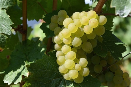 Vigne Perdin