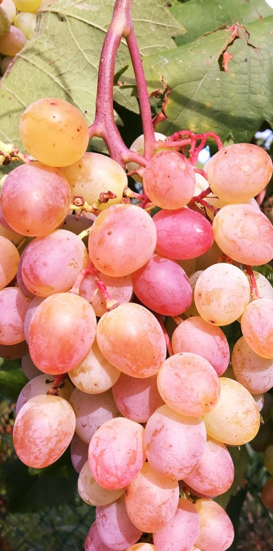 Vigne Zemira