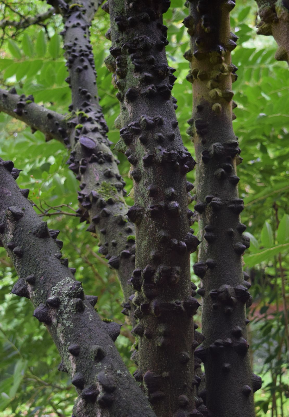 Poivrier de Sichuan - Zanthoxylum Simulans
