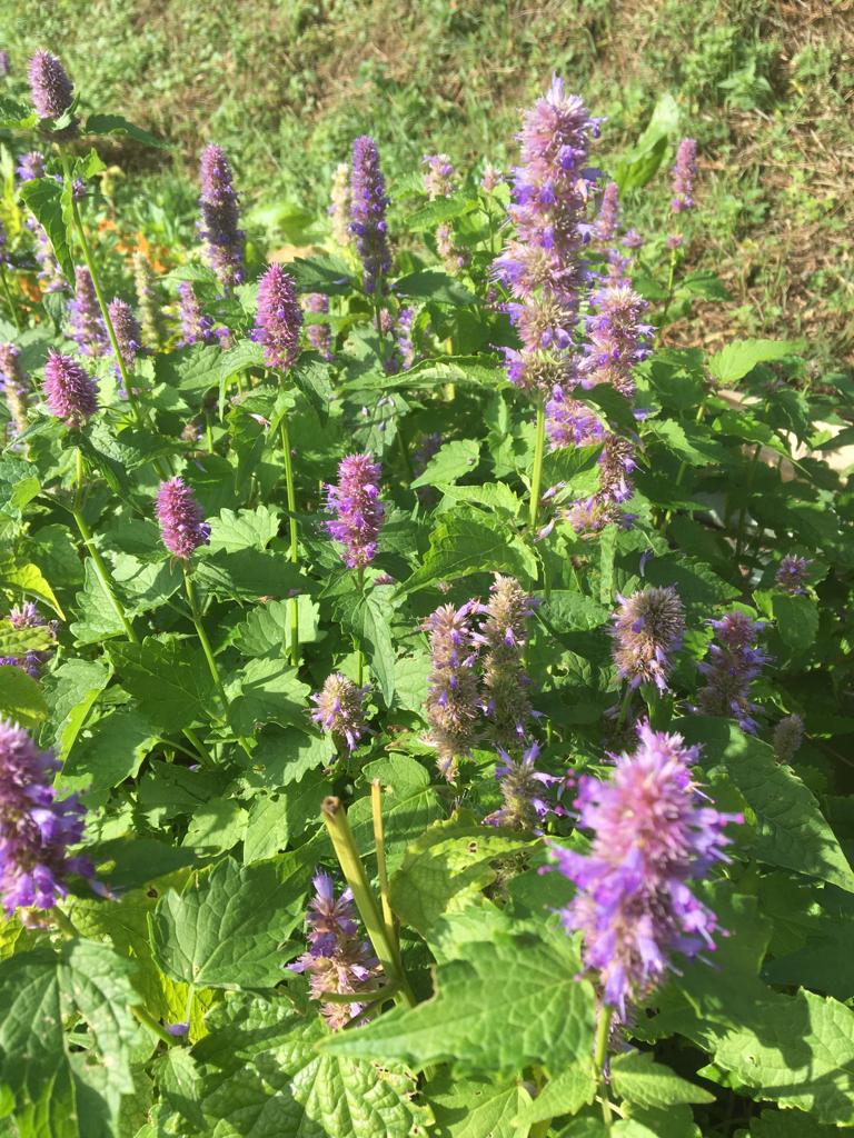 Agastache fenouil