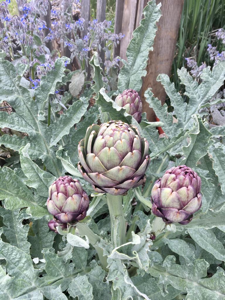 Comment cultiver l'artichaut violet de Provence ? - Gamm vert