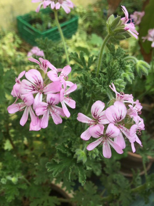 Pelargonium Rosat / Geranium Rosat