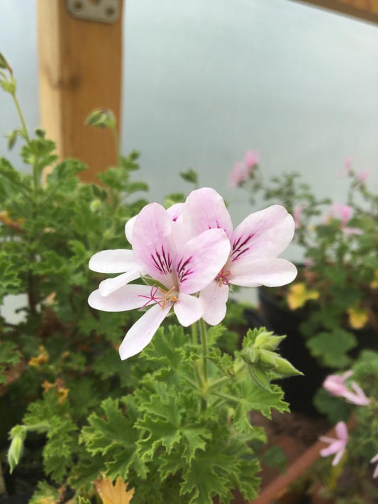 Pelargonium Vanille / Geranium Vanille