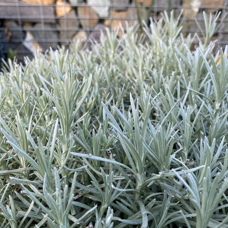 Hélichryse d’Italie