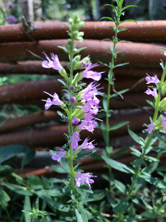 Hysope officinale rose