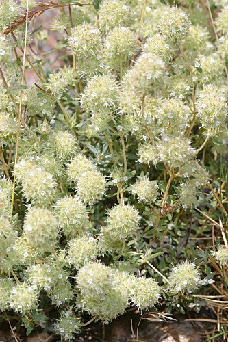 Thym Résineux