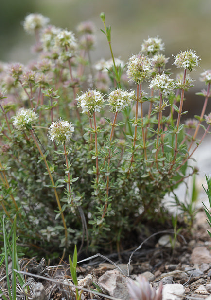 Thym bétique