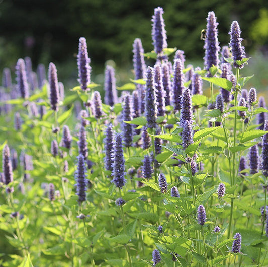 Agastache Mexicaine