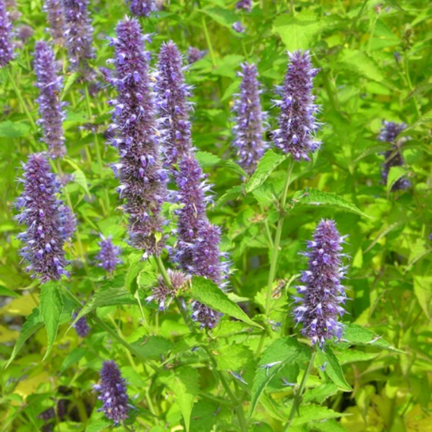 Agastache menthe de Corée