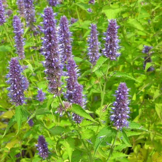 Agastache menthe de Corée
