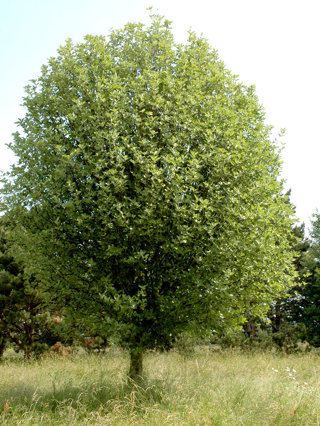 Alisier Torminal