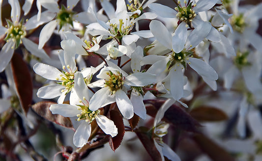 Amélanchier du Canada