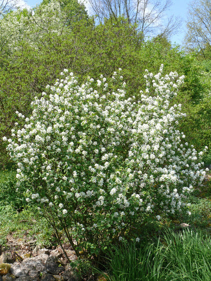 Amélanchier à feuilles ovales