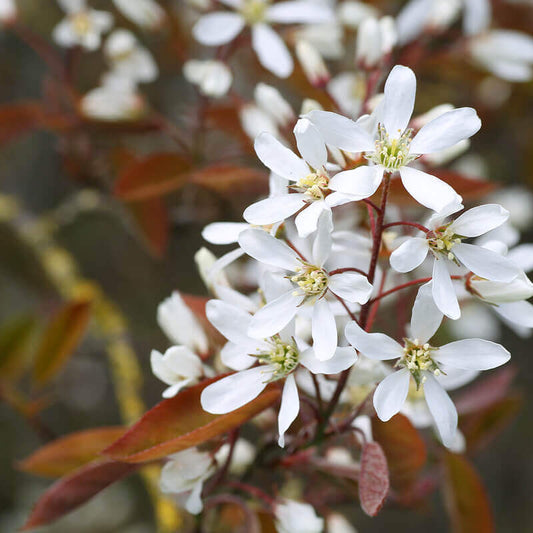 Amélanchier à feuilles ovales