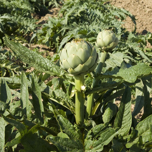 Artichaut Camus de Bretagne