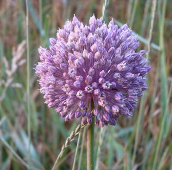 Poireaux des vignes perpétuels