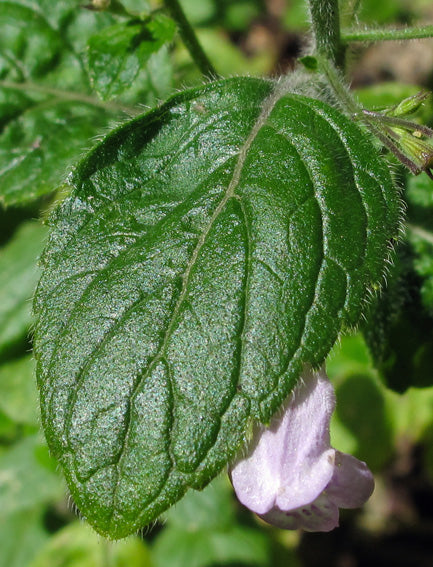 Calament Nepeta