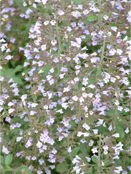 Calament Nepeta