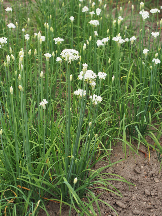 Ciboulette de Chine