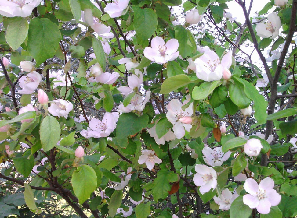 Cognassier de Provence