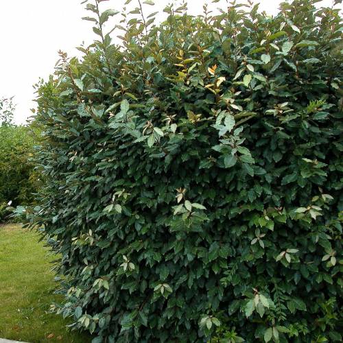 Eleagnus Ebbingei
