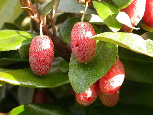 Eleagnus Ebbingei
