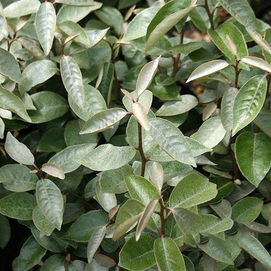 Eleagnus Ebbingei