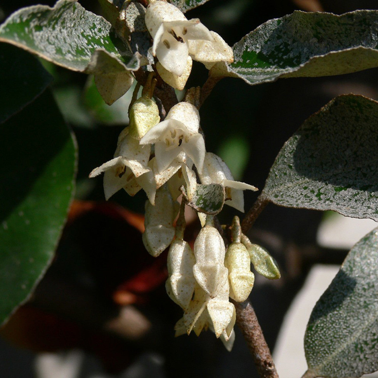 Eleagnus Ebbingei