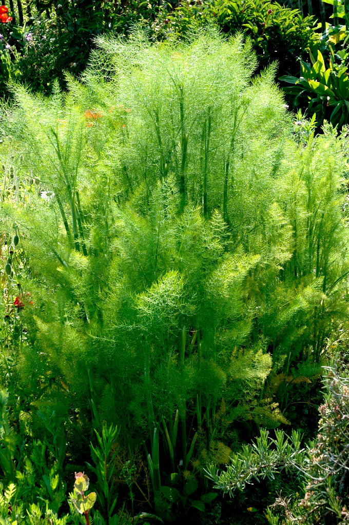 Fenouil Vert