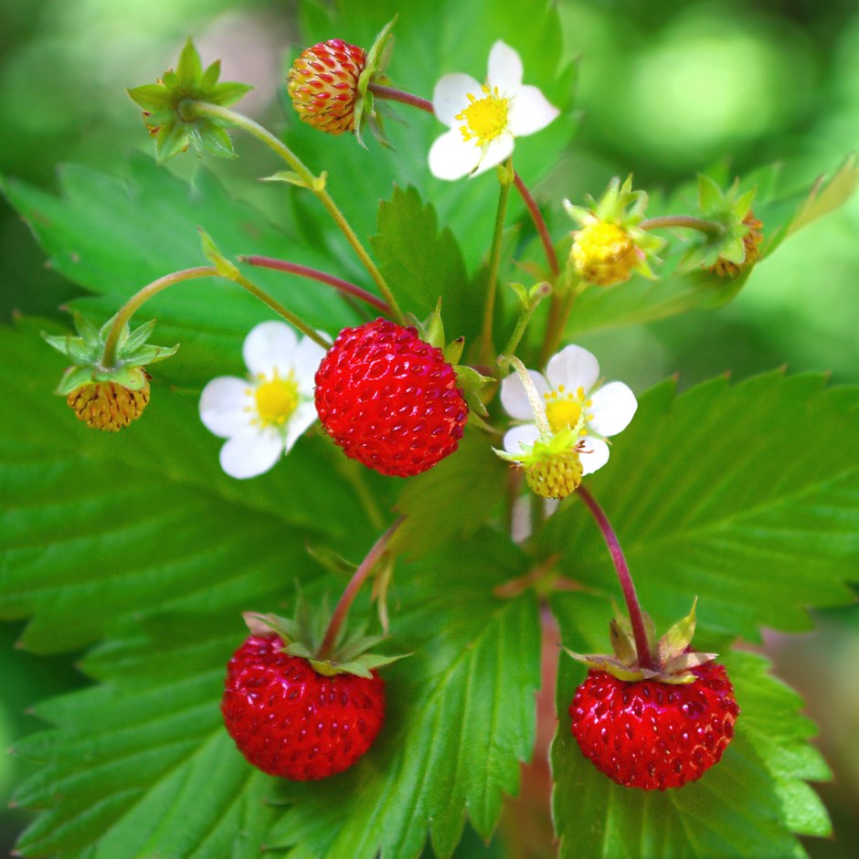Fraise des bois