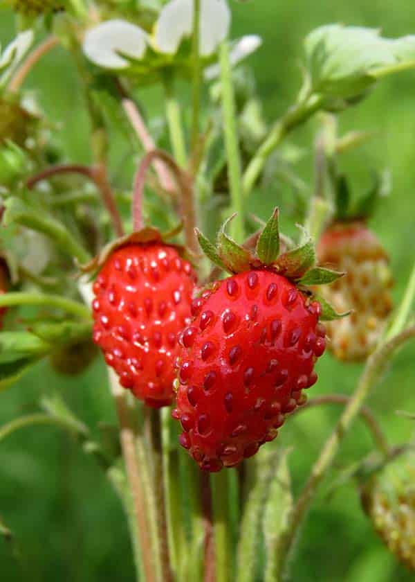 Fraise Alpine "Ali Baba"