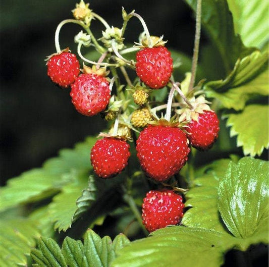 Fraise Alpine "Baron Solemacher"