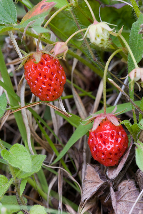 Fraise de Virginie