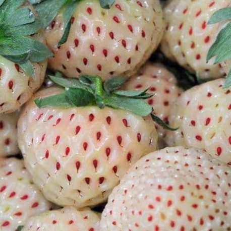 Fraise Ananas
