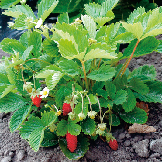 Fraise Alpine "Suprême"