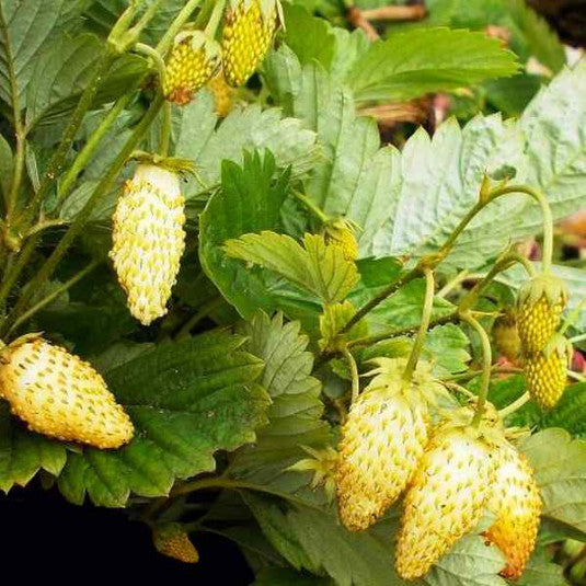 Fraise Alpine "Yellow wonder"