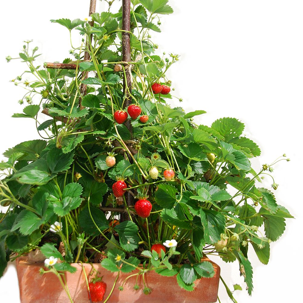 Fraise Mount Everest