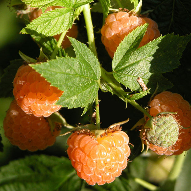 Framboise Golden Everest