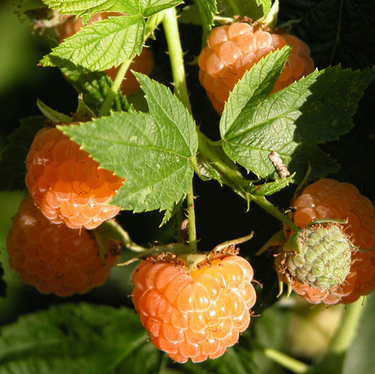 Framboise Golden Everest
