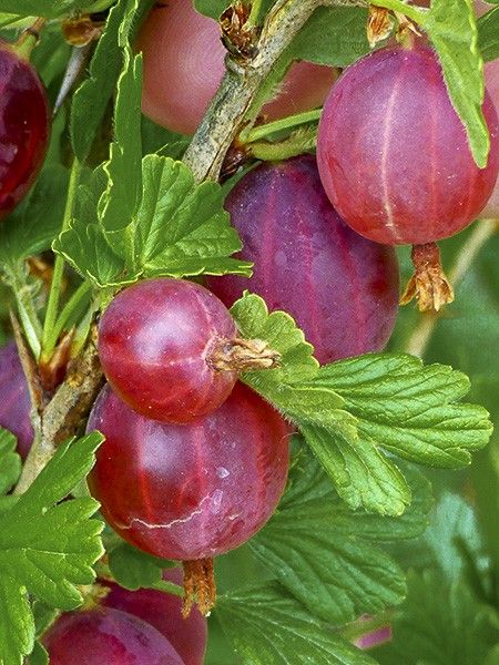 Groseilles à Maquereaux Hinnonmaki rouge