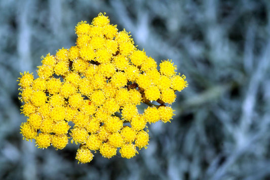 Hélichryse d’Italie