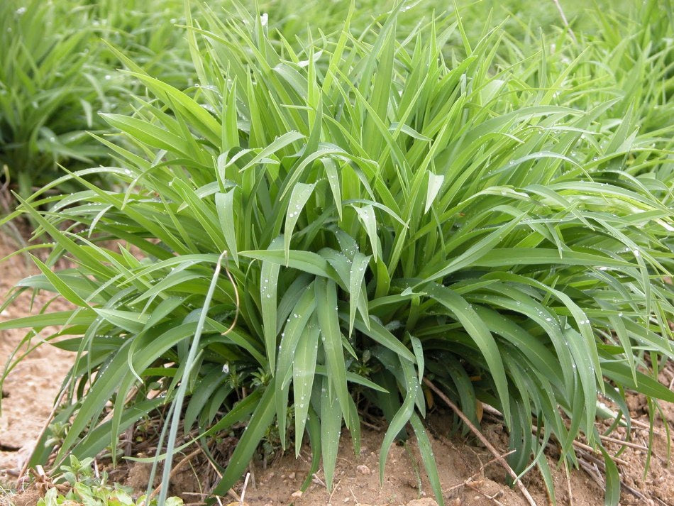 Hémérocalle Fauve