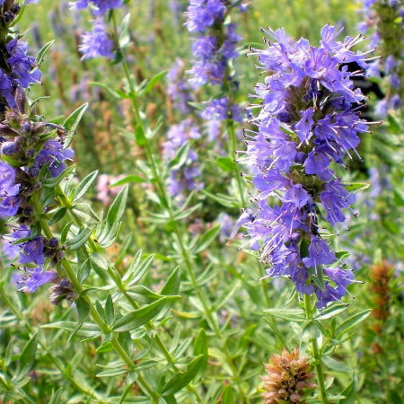 Hysope officinale bleue