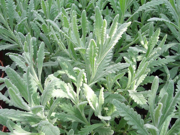Lavande allardii